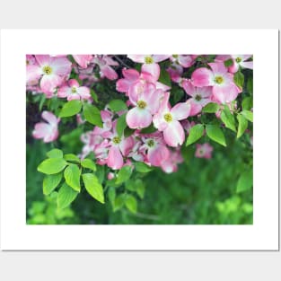 Dogwood Flowers in Spring Posters and Art